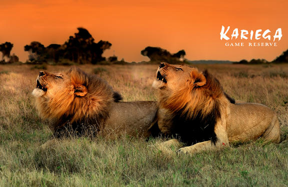 Kariega male lions